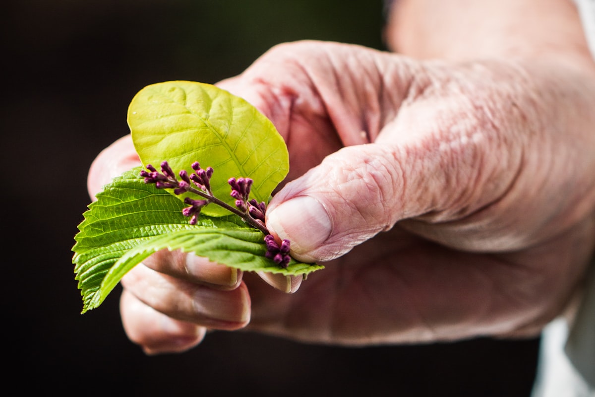 Holistic wellness approaches across cultures
